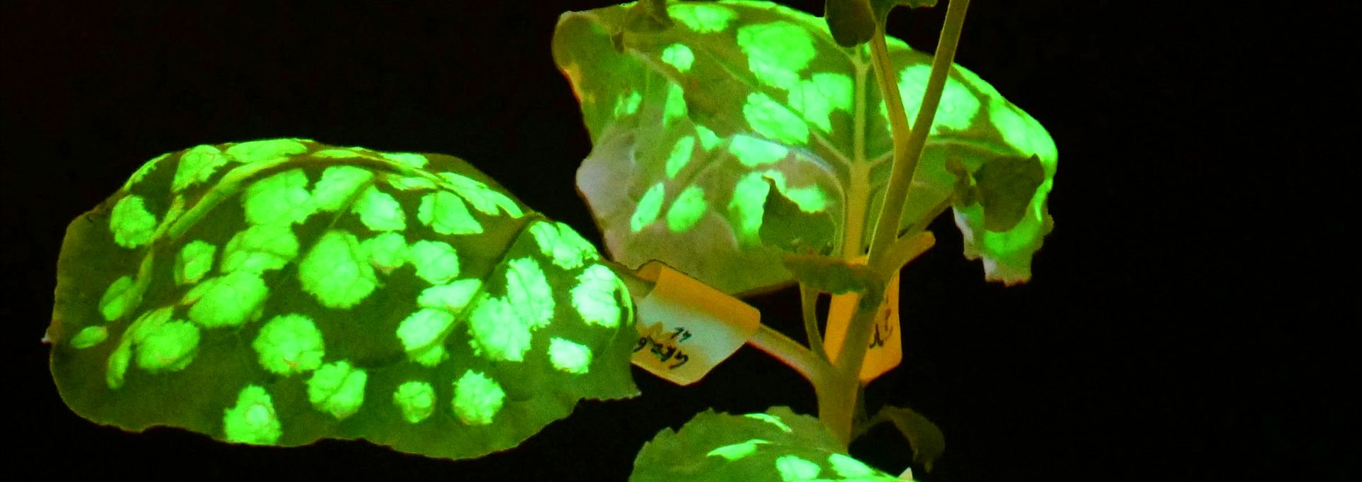 Cultivation in a controlled environment.
